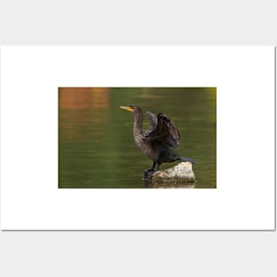 Double-crested Cormorant Posters and Art